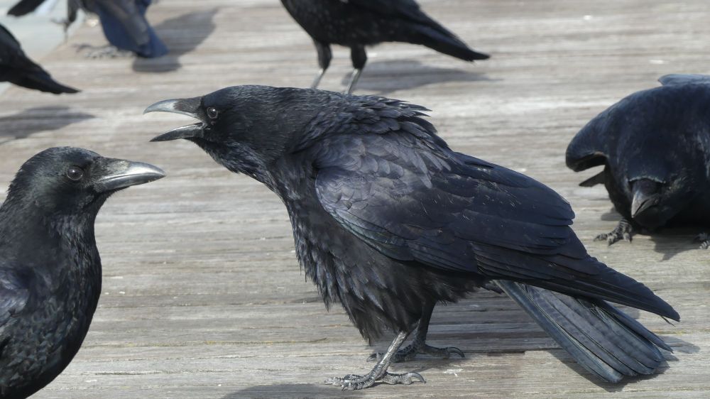 A crow on the bench all puffed up with its beak wide open as it caws loudly. There's another getting  ready to do it to the crow's right. Another crow on the left looks like he's getting the full force of the caw both barrels