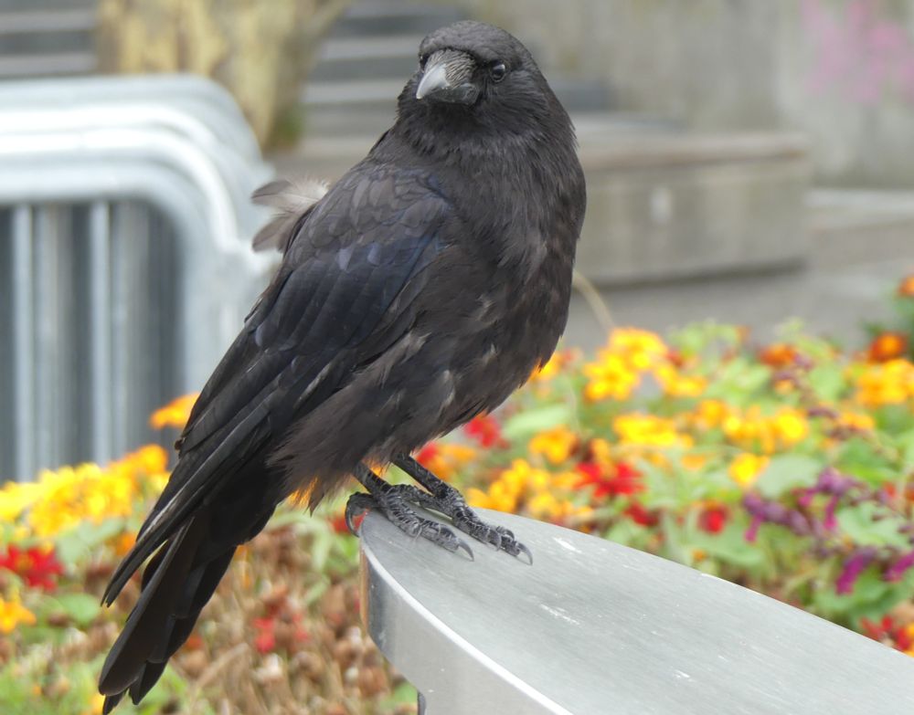 A crow standing on top of a sloping bin. It is looking at the photographer (me) and behind it are a flower bed 