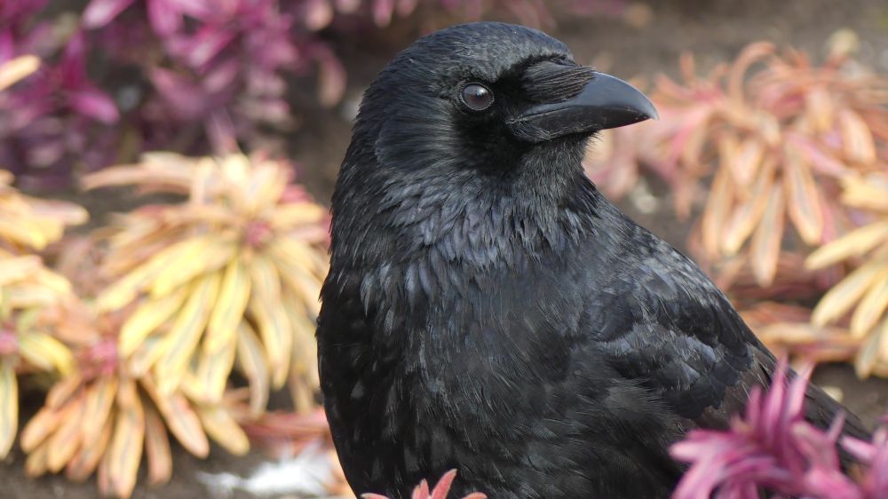 A crow in the lake garden looking to his left. Wonder what's bothering him? 