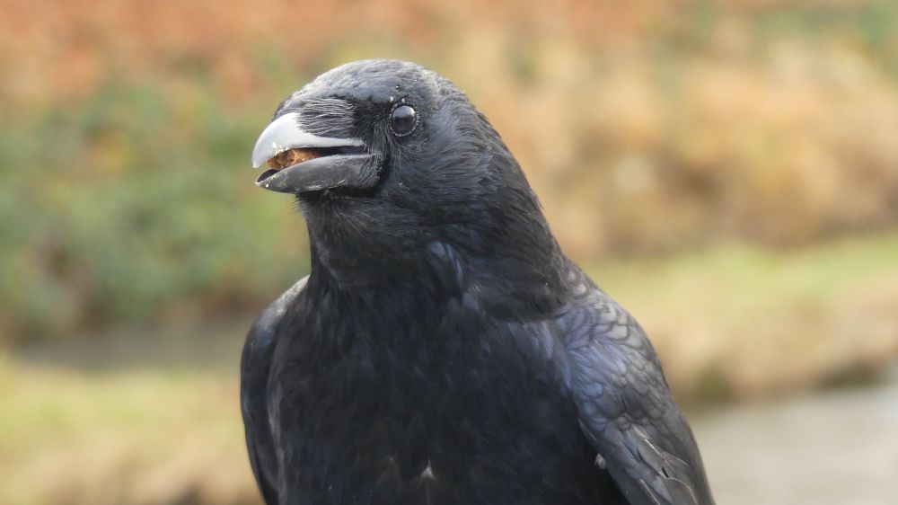 Cat stick in a crow's beak. The crow is almost facing forward but turned slightly to its left