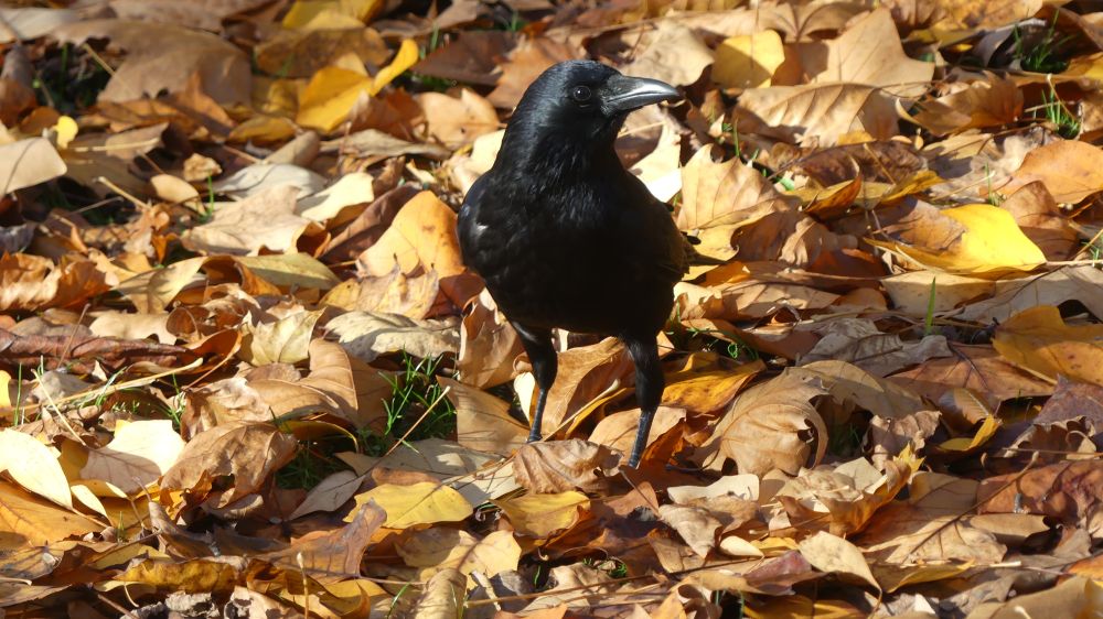 A crow looking for help with clearing up a huge pile of leaves