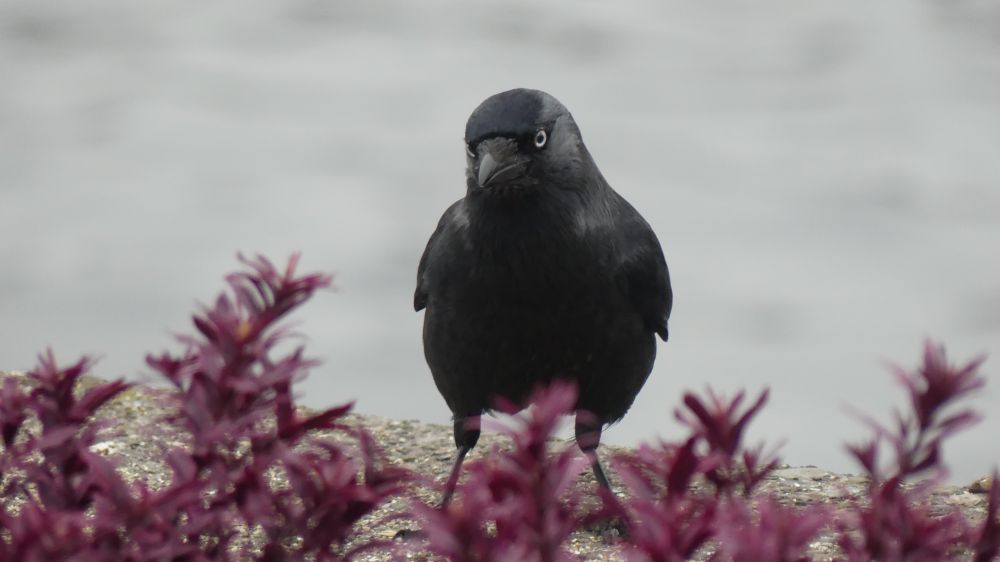 a jackdaw on the wall of the lake garden behind a cluster of purple shrubs. The jackdaw is staring straight ahead