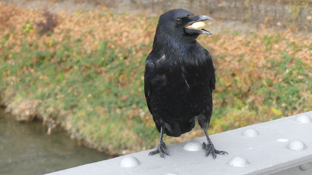 A crow on a bridge with a peanut in its beak
