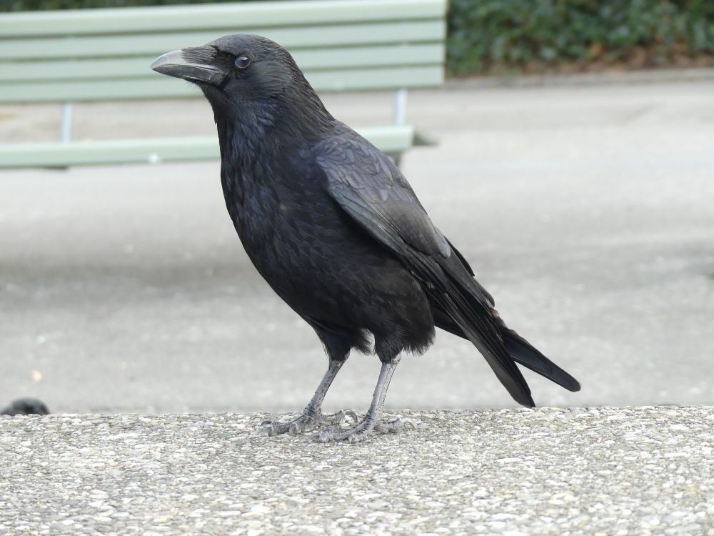 A crow standing on a wall is looking at me but the nictitating membrane slightly covers the left eye. It looks like the crow is slightly irritated and looking at me out the corner of their eye. Either that or it has a cataract