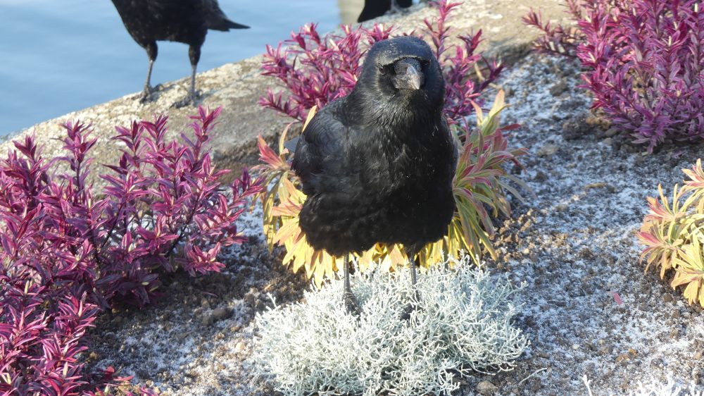 A crow in a garden at the lake resting its feet in a soft spongy shrub. Never did find out what the name of it was. There are purple and yellow shrubs around it. The ground is frosty.
The crow looks slightly annoyed at being challenged for daring to stand in it.
