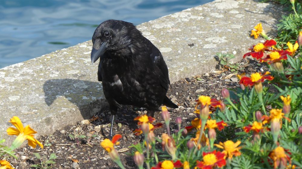 A coy looking crow at the lake stands at the edge of a flower bed in front of yellow and red flowers. The crow's head is bowed and slightly tilted making it look a little coy