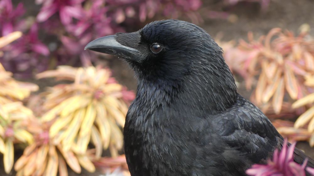 A crow in the lake garden looking to his right. What can he see?