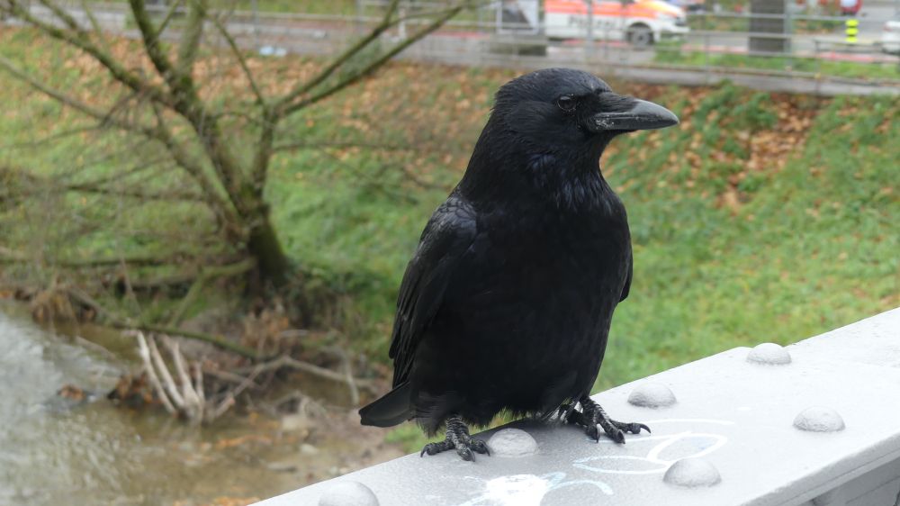 A crow from a new gang I've started feeding. He's standing on an iron girder foot bridge and in the background is a river and a green riverbank. There's a passing police van too. The crow is shiny and black and looks quite squat. He's not standing fully upright