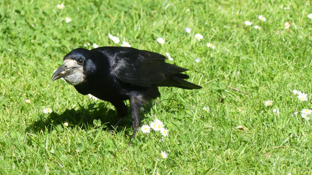 It's not their normal food but it seems that rooks love peanuts.
A rook is standing on a daisy-covered lawn leaning over and filling it's beak and crop with peanuts