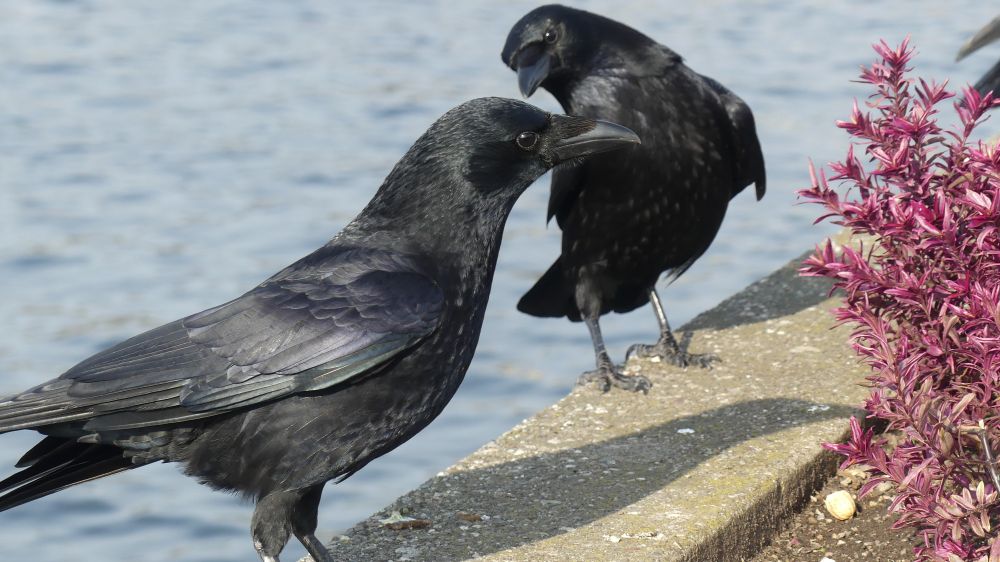 A highly judgemental crow is looking at its friend in a very judgemental way. The crow in the foreground is just staring into the bushes. The crow besides it looks like it is critically examing its friend. It is stood up but leaning back as if trying to see the back of it.
Wow describing judgemental crows is harder than it sounds