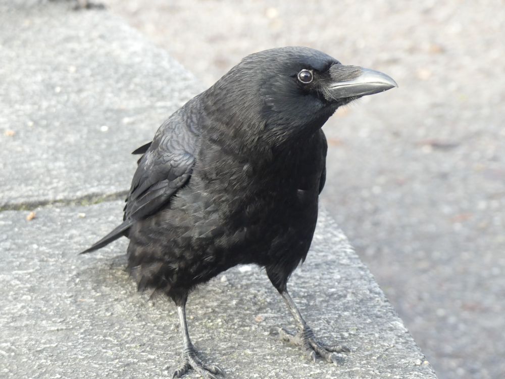 George is a crow that is just over a year old. He's standing on a wall right in front of me and hoping to get a treat. He's got a slightly hunched look and he looks a little grumpy but he's very friendly