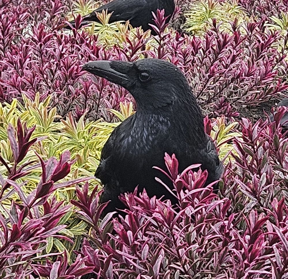 A crow stood in a flower bed of pink and pale green winter shrubs. Crow is watching me carefully
