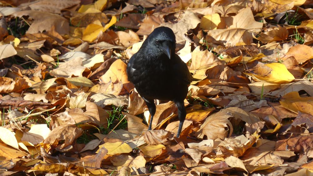 A crow looking at a bloody big pile of brown leaves in various hues