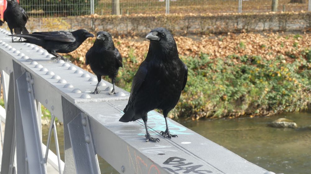 Geeky looking crows from the Park Bridge Murder looking geeky on a bridge that spans a river. The crow in the foreground looks a bit geeky and his friend behind him looks a bit geeky too. In the background are autumnal browns on the river bank from the fallen leaves