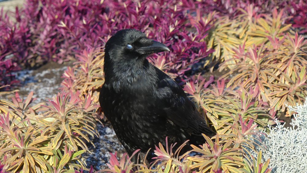 A crow in a bed of yellow, purple and white flowers on frosty ground is looking at me with its head turned to the left. The crow's eye is hidden by the silvery nictitating membrane but they can, apparently, still see through it