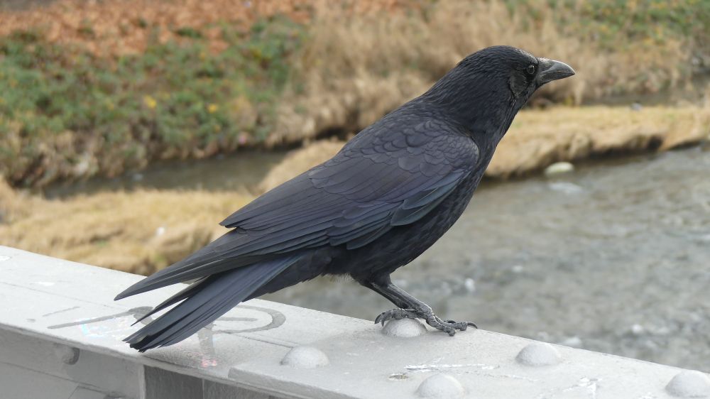 A crow with it's foot on a large rounded rivet on a bridge. It looks like it is controlling a mouse