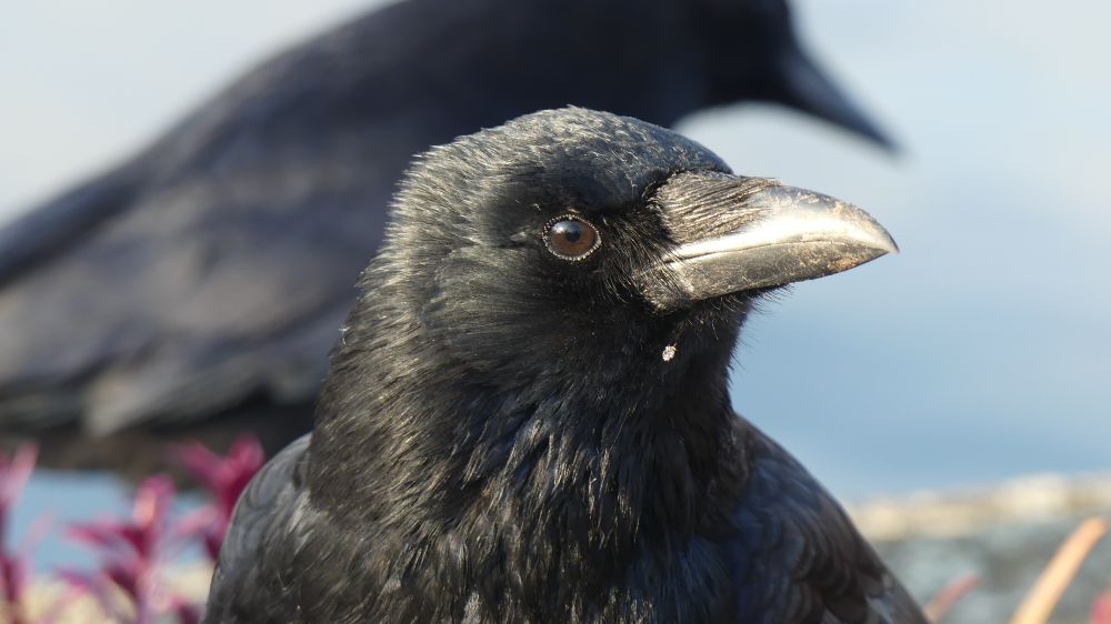 A head shot of a crow that is standing in the brightly shining morning sun. Its beak is almost golden in the sun light and everything is perfect, except of a bit of peanut shell on the crow's neck