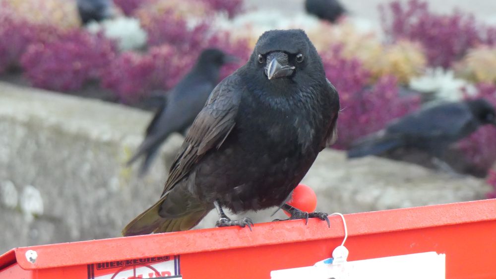 A crow at the lake standing on a lifebuoy box giving me a rather odd look. 
