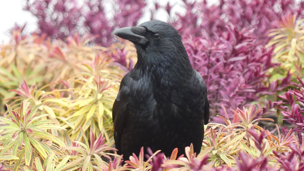 A crow nestled in a bed of yellow and purple shrubs looking really quite pleased with itself.