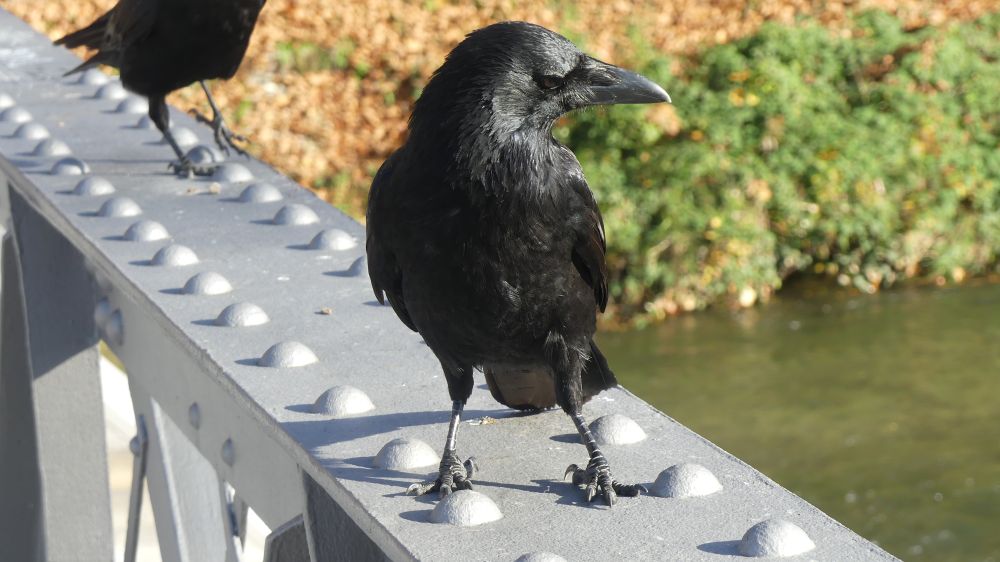 A crow on a bridge looking back at something and feeling thoroughly pissed off