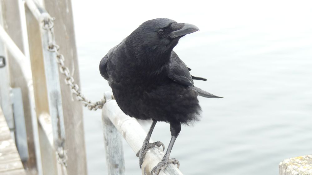 A crow standing on a jetty on a misty morning. The crow looks like he wants something. Hopefully, a peaut and not my wallet
