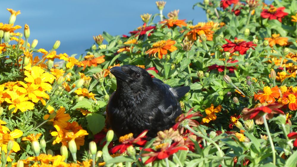 A crow buried in a flower bed. It looks like a small black ball in a mass of green, yellow, orange and red flowers