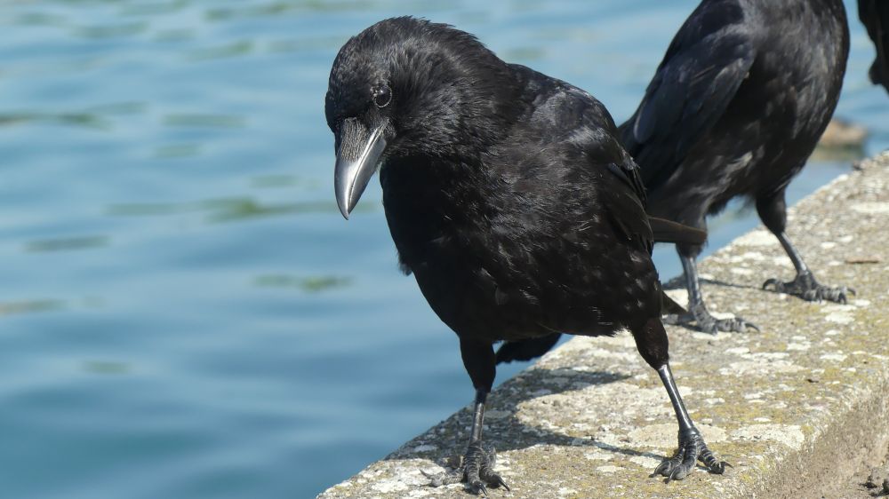A crow on a wall at the lake leaning slightly forward and to the left with its head slightly bowed