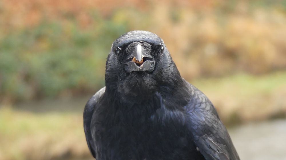 Cat stick in a crow's beak. The crow is directly facing the camera