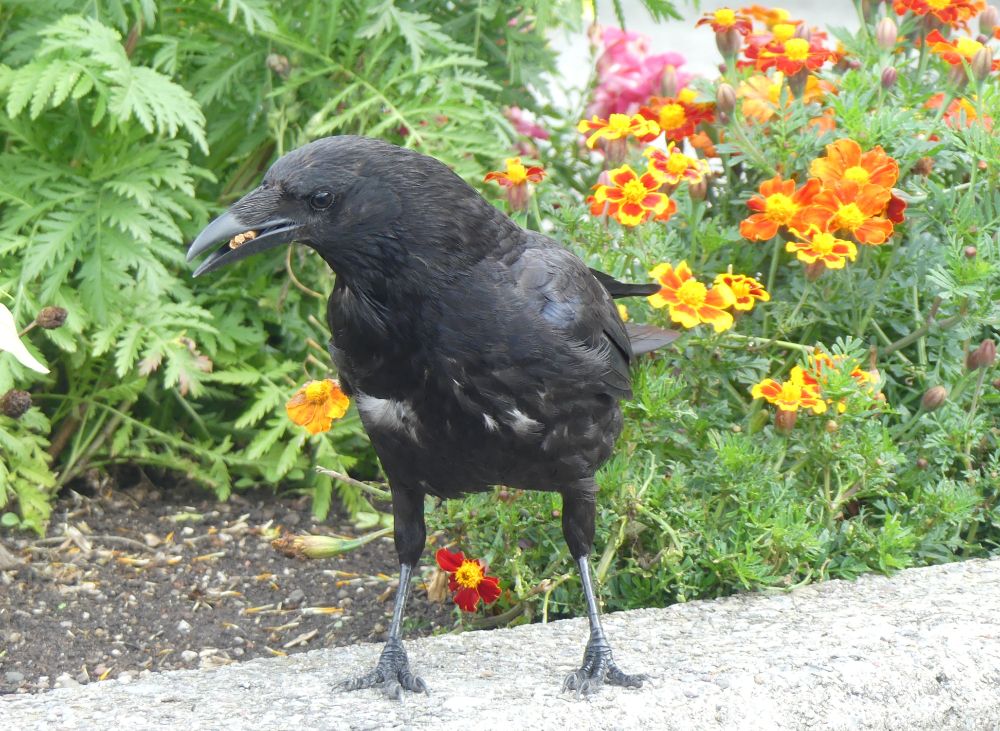 A crow with a piece of cat stick in its beak. Behind it are ferns and pink, orange, red and yellow fllowers