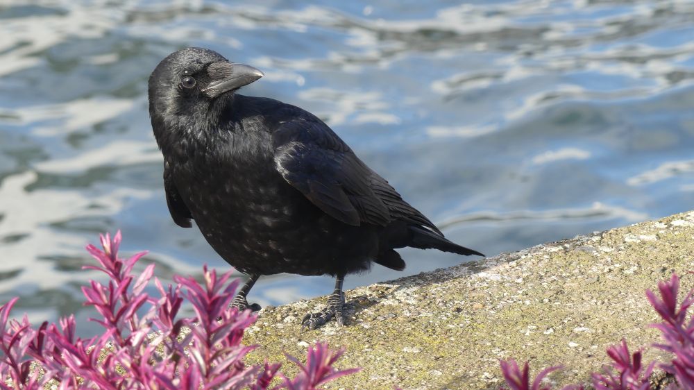 A crow on the wall of a flowerbed at the lake. The water is behind it and there are purple shrubs to the font left and front right. The crow looks like it is cowering down and looking up in fear