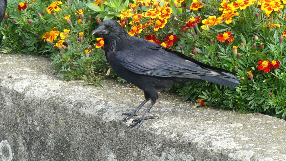 A crow on the lake wall with a riot of yellow and red flowers behind it, looking radient with its new shiny feathers