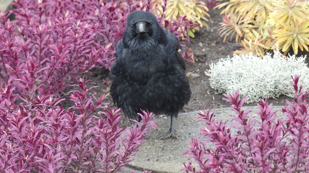 A fluffed-up crow in a lake garden flowerbed. The crow is all puffed up and looking slightly confused. It is surrounded by purple, yellow and white shrubs