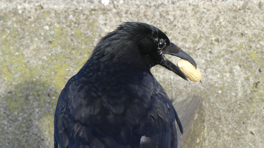 A crow with a concrete wall behind it. The crow is standing upright with it's head turned to the left. In its beak is a peanut