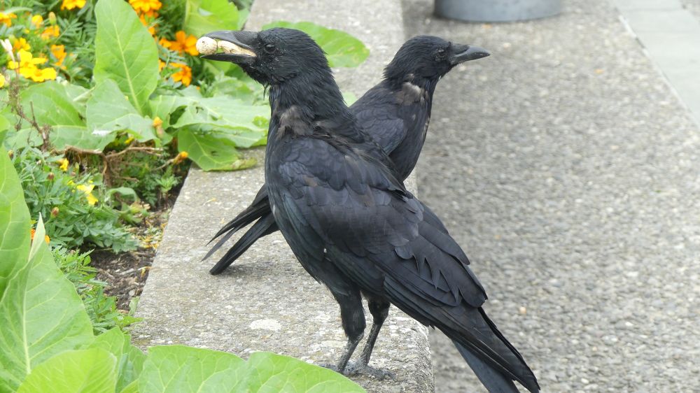 A couple of crows on the wall of a garden at the lake. The crow in the foreground has two peanuts stuffed in its beak. It looks like its waiting for another