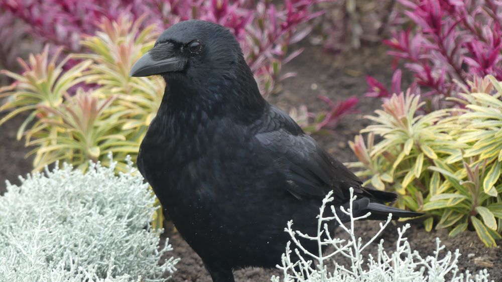 A crow in the garden at the lake in Zurich. The crow has white dots around its eyes, an indicator of maturity. Not sure any of the crows at the lake show any maturity to be honest.