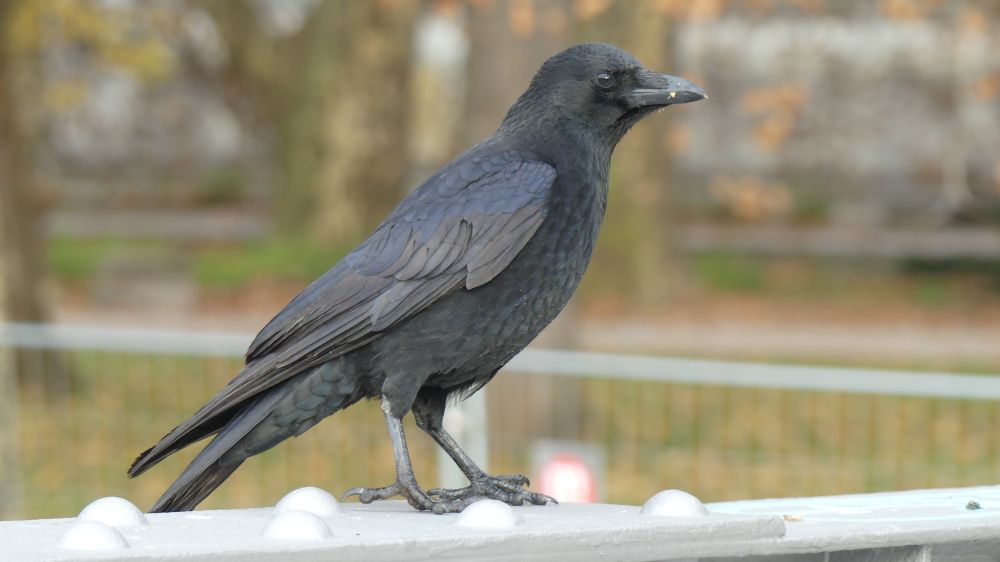 A crow on a bridge with beautiful feathers in black, brown, purple and blue with a speck of peanut dust on its beak
