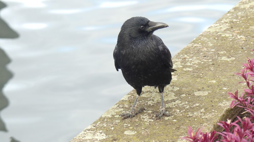 A worried looking crow!
A crow is standing on a wall at the lake with it's head turned to the left. It looks concerned. Maybe it doesn't think it'll get a peanut