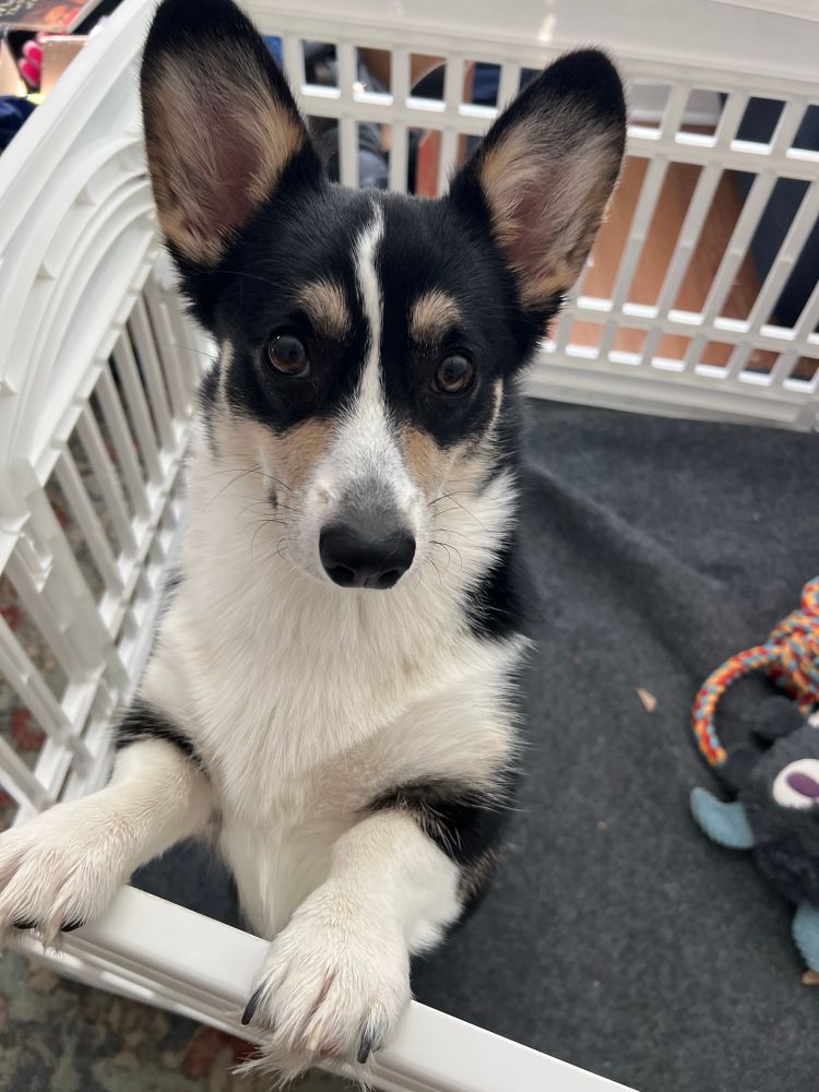 A corgi is staring at you.