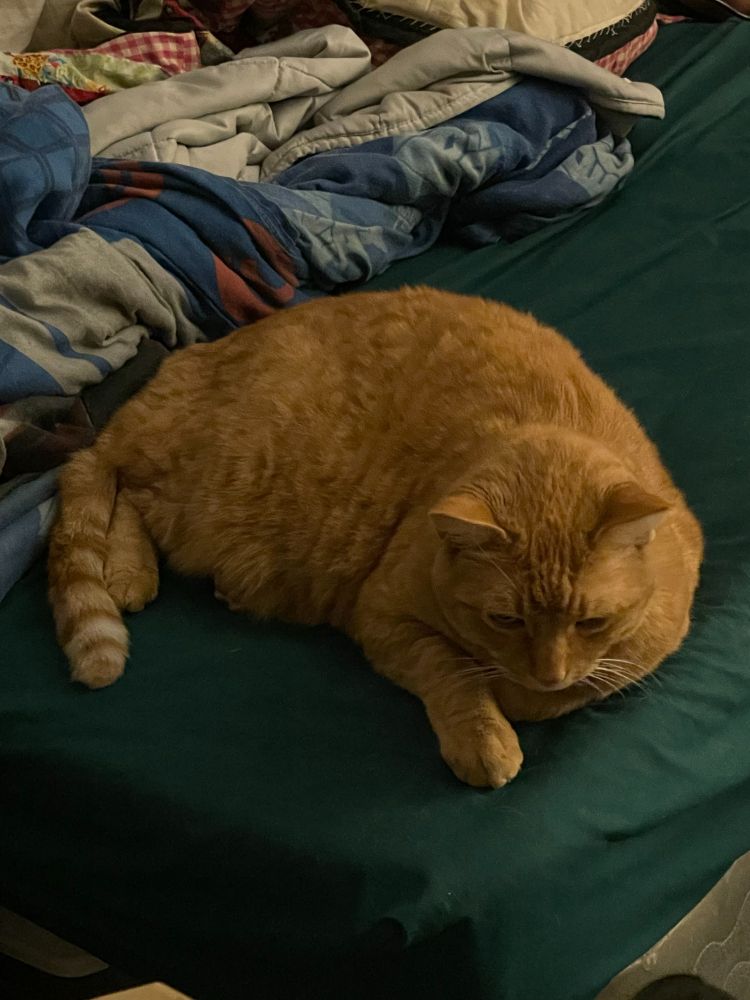 Orange tabby laying on bed