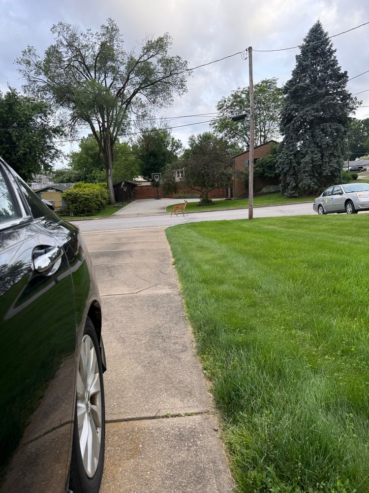 A deer in the street in the background and a black car in the foreground