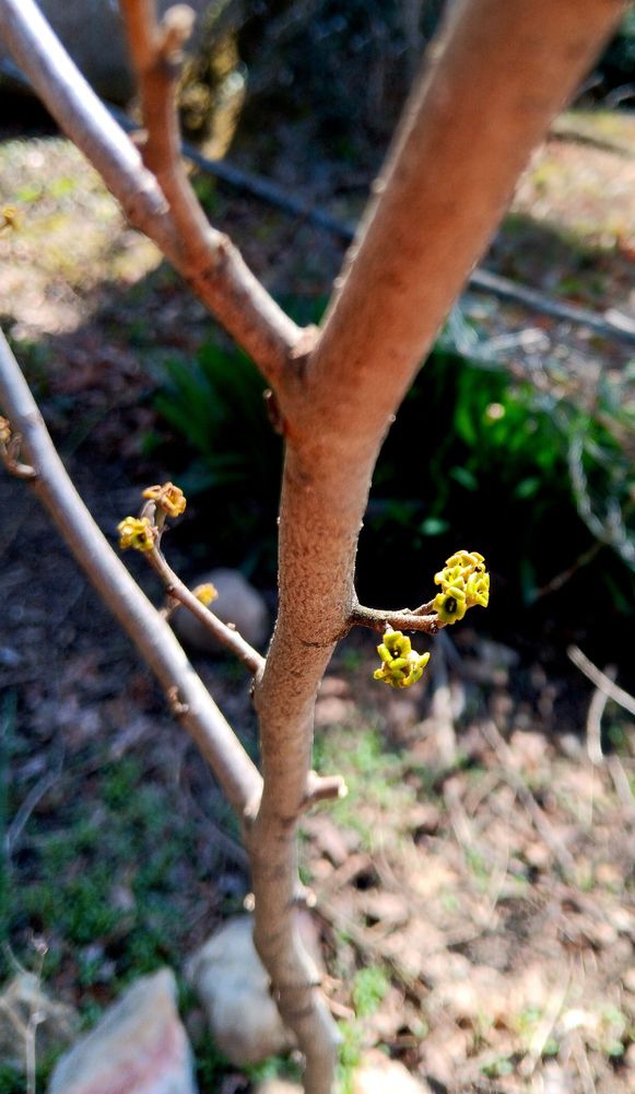 Witch Hazel budding.