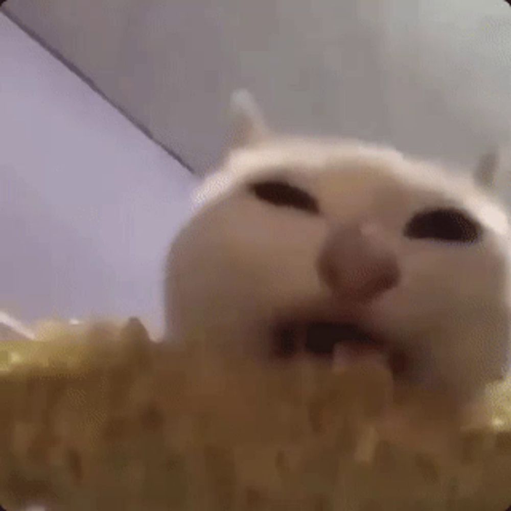 Cat Eating Corn GIF