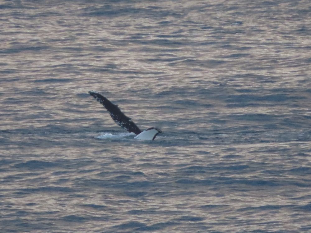 2 Humpback whale flippers sticking out the water showing white underside