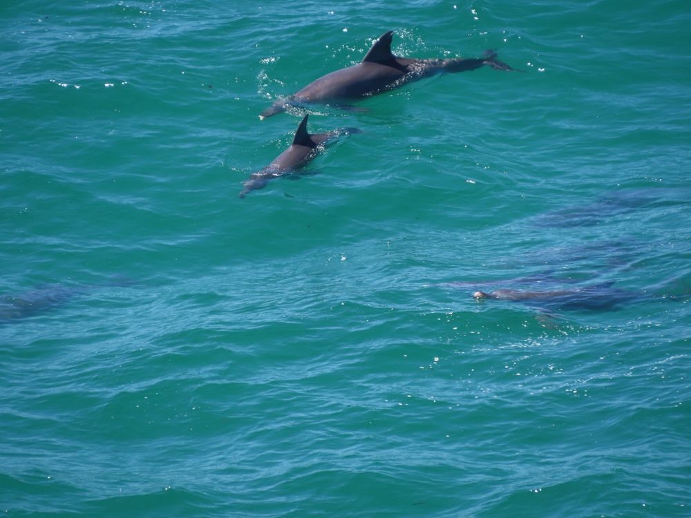 Blue- green ocean water close to shore where a pod of grey bottlenose dolphins were feeding and playing. My photo shows an adult with a small calf towards centre of pic, with their large dorsal fins showing and to the right is a tip of a dolphin snout peeping above the water 