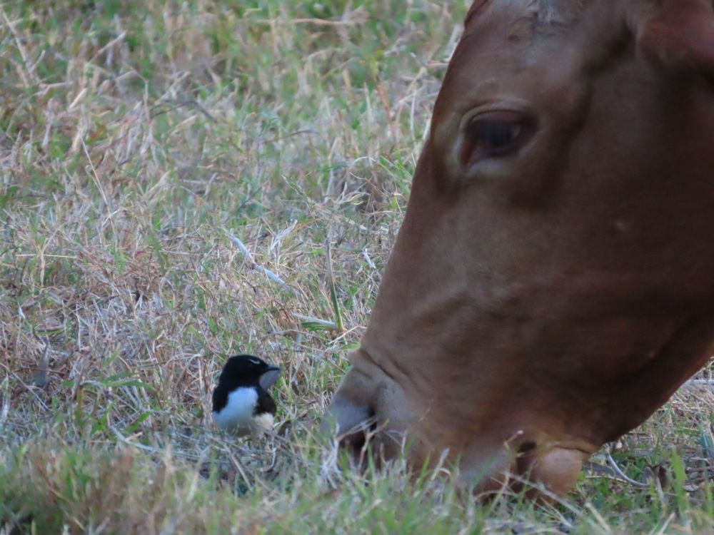A lovely sight of a tiny black and white wagtail ( facing to the right) partially hidden I. Grass next to a brown cow’s head. Cow is grazing and disturbing insects, the prey of wagtails 