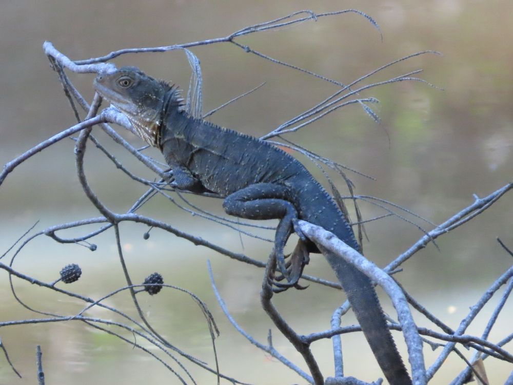 A tangle of small branches over a creek, with a grey-black camouflaged eastern water dragon stretched on a small branch, with eye peeking backwards and back limbs hanging down showing impressive claws (5) for gripping on back feet. Long tail hanging down. Along Hilliards Creek, qld
