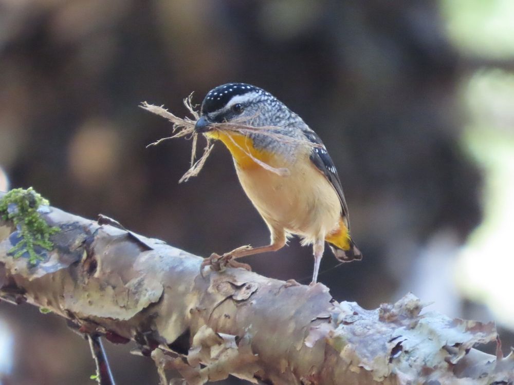 A small yellow and black bird with white spots on the top of the head and wings, perched on a branch with nesting material in beak, above a partially concealed burrow below. Bright yellow throat distinguishes male from female. Snapped Sunshine Coast hinterland, qld 