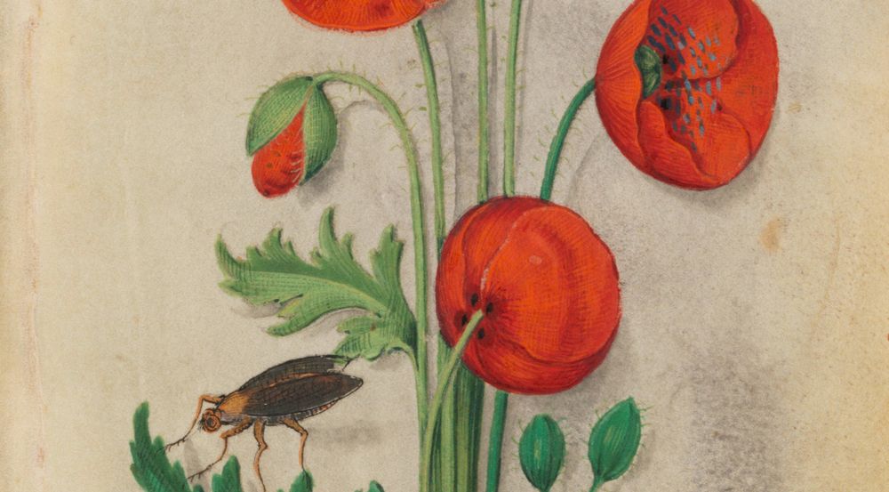 détail d'une enluminure: un insecte sur un coquelicot