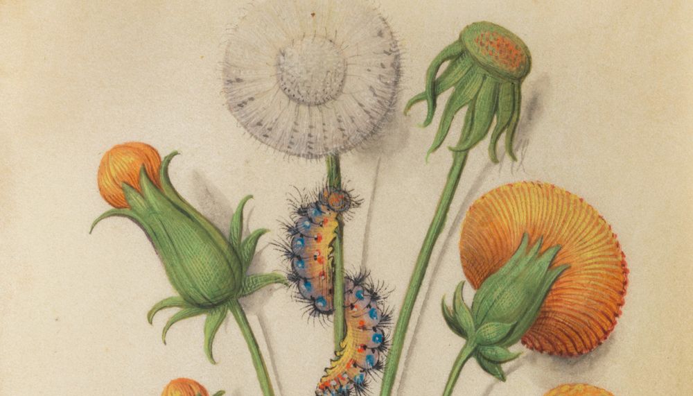 détail d'une enluminure d'un pissenlit avec une chenille dessus