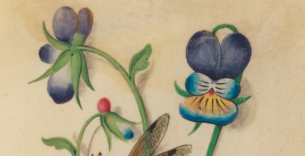 détail d'une enluminure, des fleurs de pensées